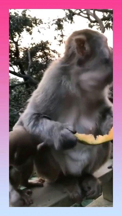 猴子吃瓜的寓意,猴子吃瓜的智慧寓言