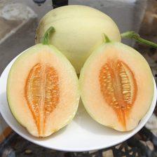 河南小白瓜怎么吃,解锁美味新体验