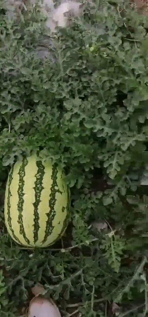 吃砂瓜好吗,吃砂瓜的好处与享受