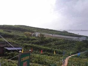 成县吃瓜事件视频